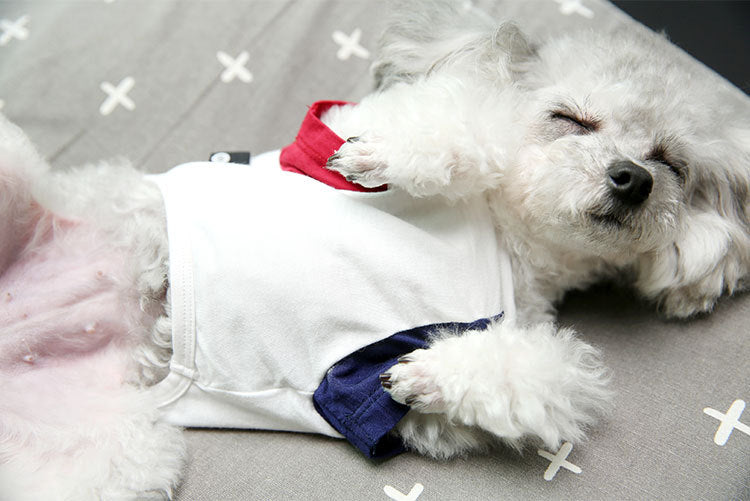 Popular logo T-shirt for small dogs